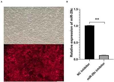 RNA-Seq Reveals the Role of miR-29c in Regulating Inflammation and Oxidative Stress of Bovine Mammary Epithelial Cells